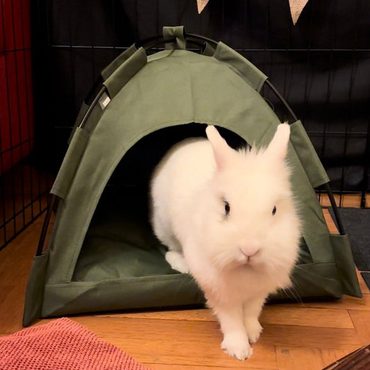 Meli's Tent